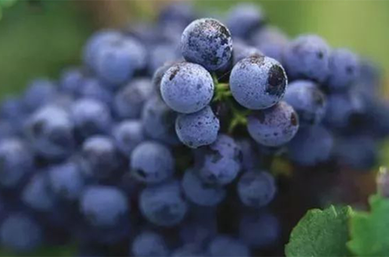 品丽珠葡萄